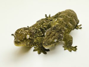 Moro Leachianus Gecko Proven Breeding Pair CB15/16