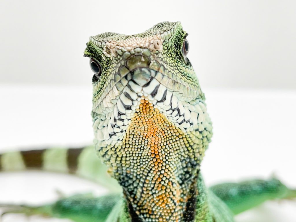 Male Chinese Water Dragon CB20