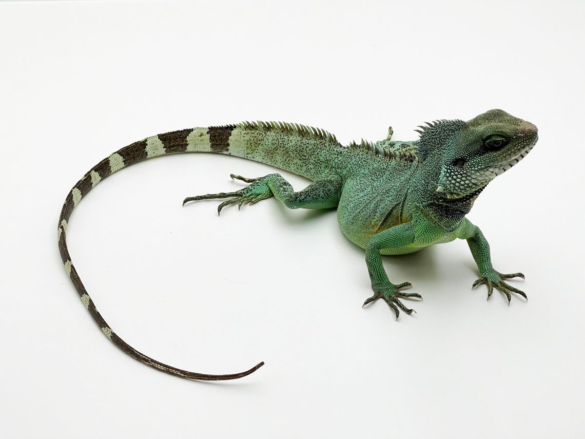 water dragon lizard pet