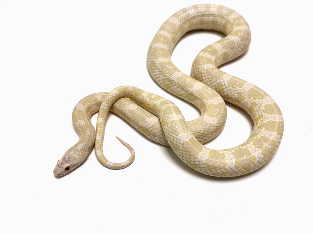 Female Snow Corn Snake CB21