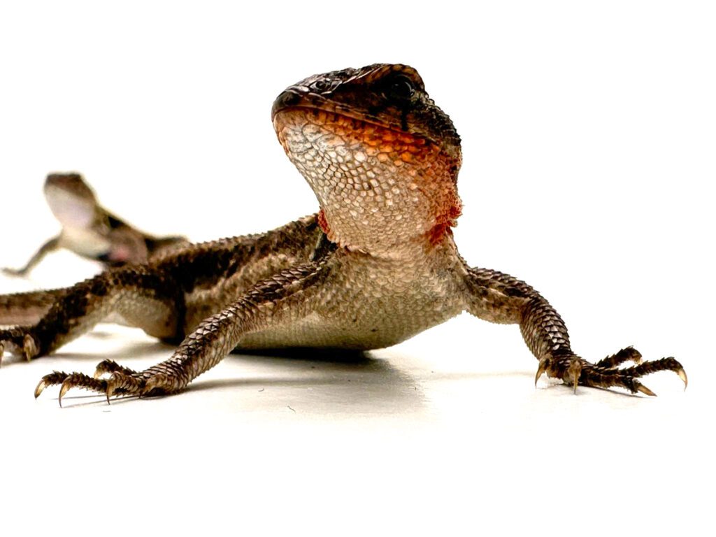 Pink Bellied Swifts, specifically Sceloporus variabilis, are semi-arboreal lizards like many species of swift. There are different ways that you can keep swifts which can either be a glass or wooden vivarium and can be a terrestrial or an arboreal vivarium as both can be adapted to suit. If using a wooden vivarium, a minimum size of 3 feet should be provided (equivalent to a medium reptihome) to allow these stunning lizards to exhibit their natural behaviors, including lots of running around. A sand/soil mix is ideal for pink belly swifts as it mimics their natural habitat where they frequently encounter both elements. Bio life or a mix of sand and forest subsrate would work well. They also require a basking lamp providing temperatures of 92-95 degrees (F) and an ambient temperature of 80-83°F. During the night, temperatures should be allowed to drop to 70-79°F, but they should not go below this range. UVB light should be supplied at a UVI of 3 to ensure the lizards maintain strong skin and bones through proper calcium absorption. Provide rocks and decor for your lizard's enrichment. Cork bark hides placed at both ends of the enclosure offer your animal a safe place to hide and rest. If you aim to establish a bioactive enclosure, you can add live plants. Custodians, such as isopods, can assist in cleaning your pet's waste. Artifical plants are also suitable if you do not wish to create a bioactive environment. Slate, stone, cork, and branches can be utilized to construct a multi-level tank for your pink belly swifts.