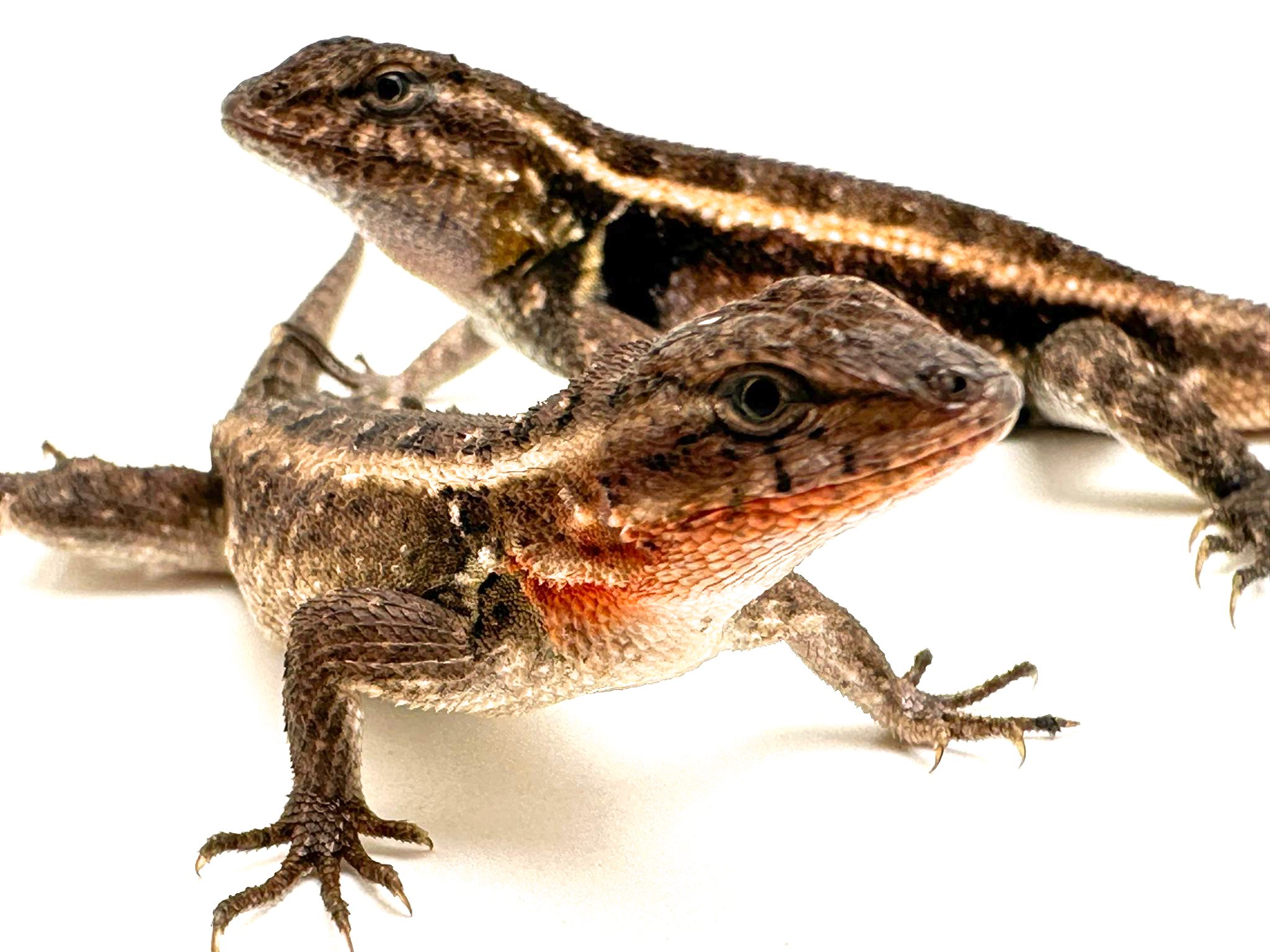 Male & Female Pink Belly Swift WC