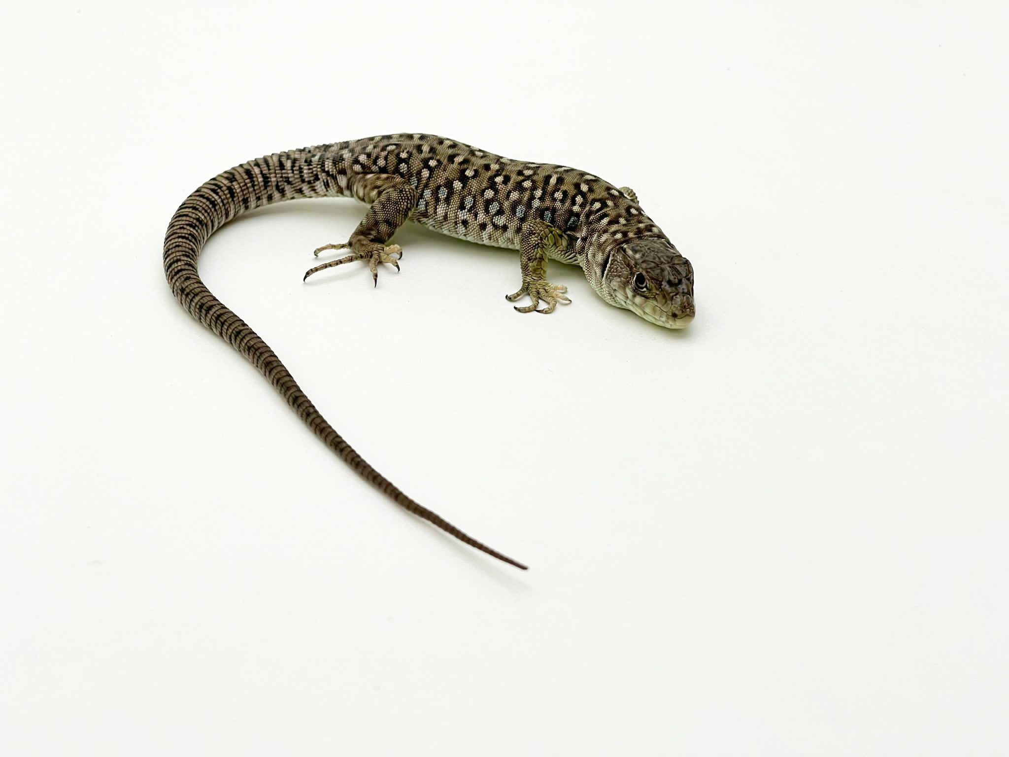 European Eyed Lizard CB22