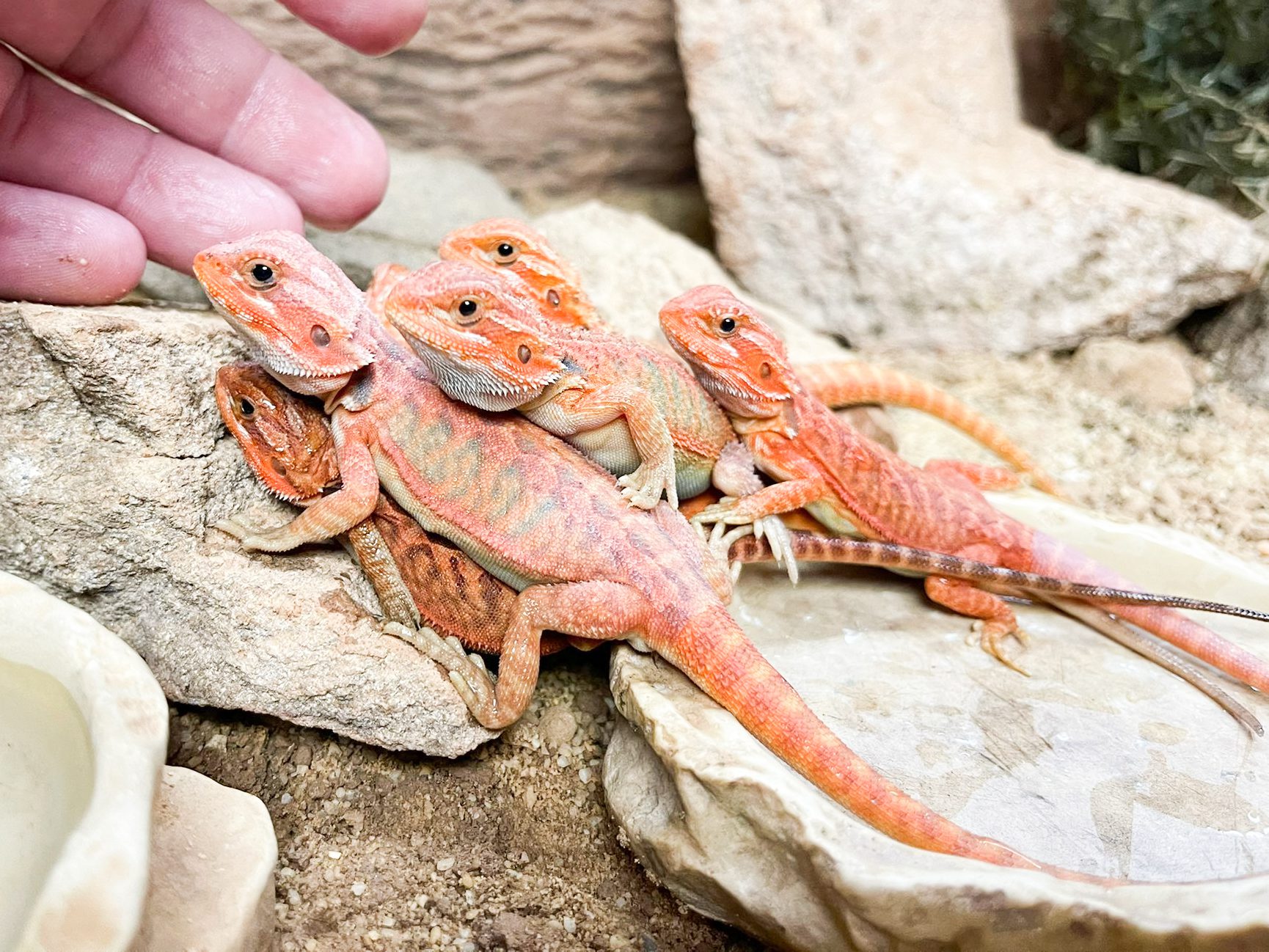 Red Citrus Hypo Translucent Bearded Dragon CB22