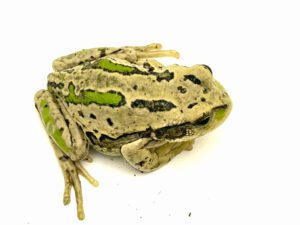 Riobamba Marsupial Frog CB23 3-4cm