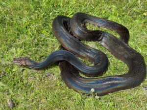 Female Goldenchild het Purple Proven Breeder Reticulated Python CB Adult