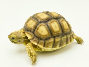 African Spurred Tortoise CB21