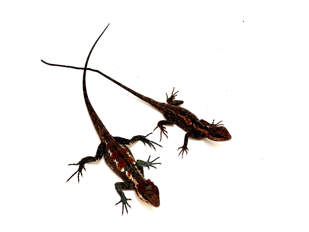 レコード LIZARD Indo-Chinese Forest Lizard WC