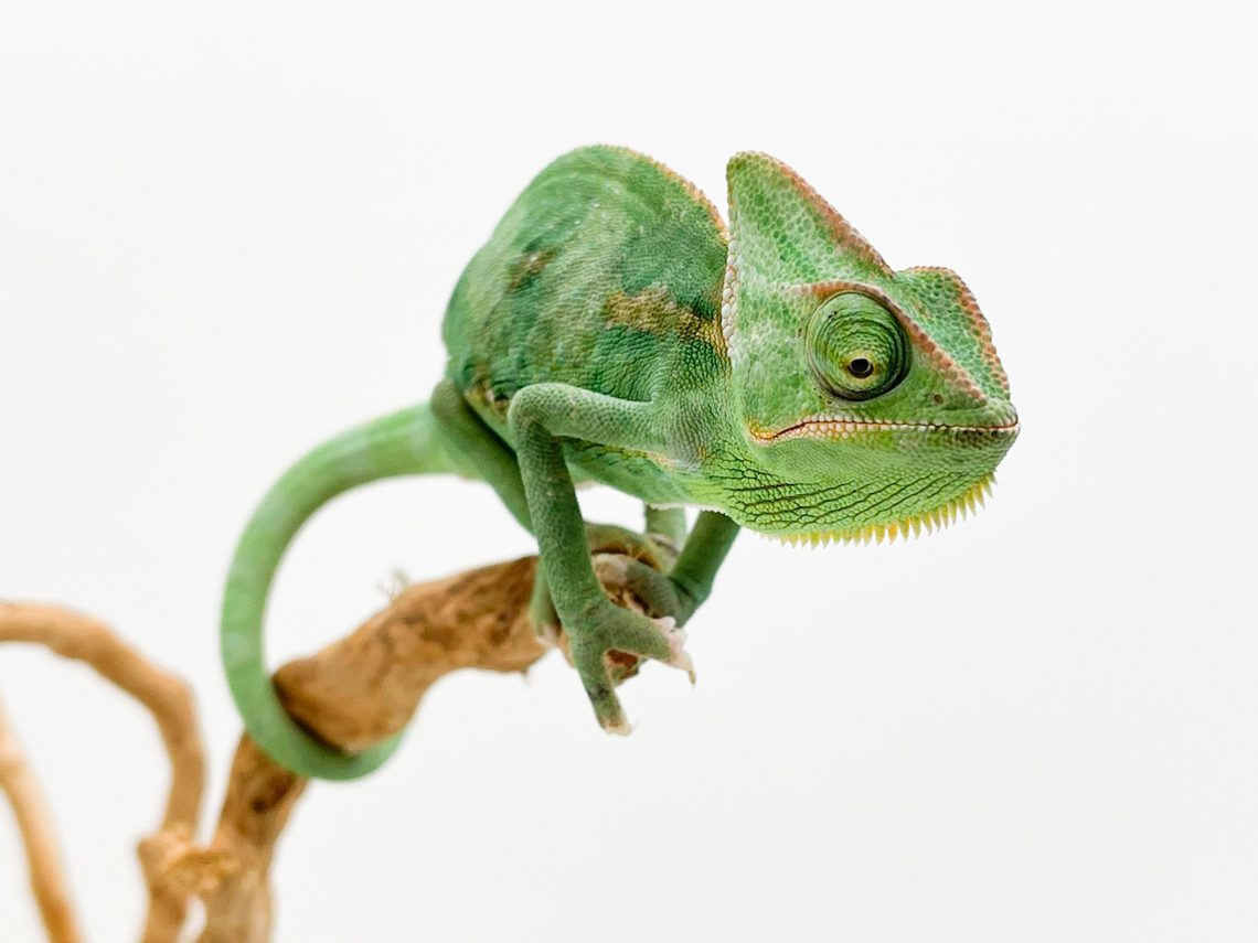 Female Yemen Chameleon CB21