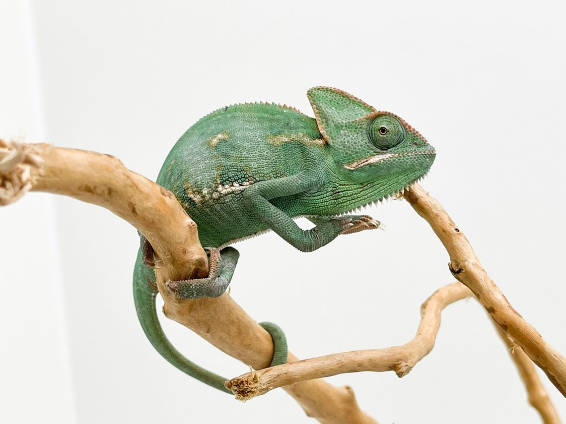 Male Yemen Chameleon CB21
