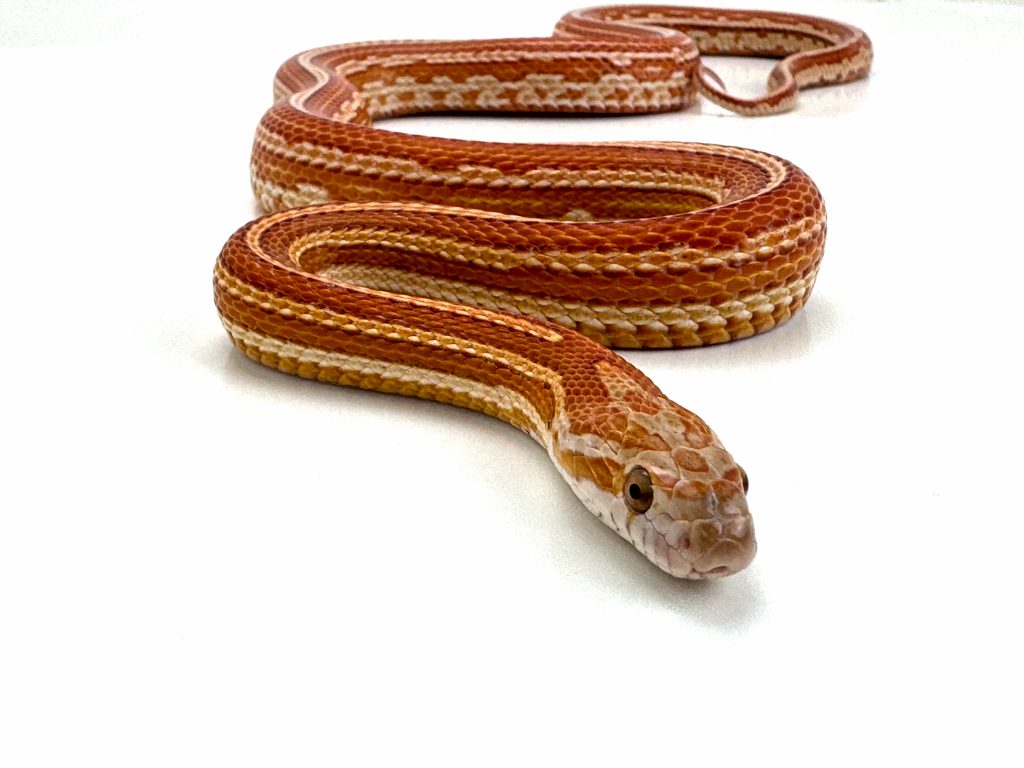 Male Ultramel Phenom Tessera Corn Snake CB20
