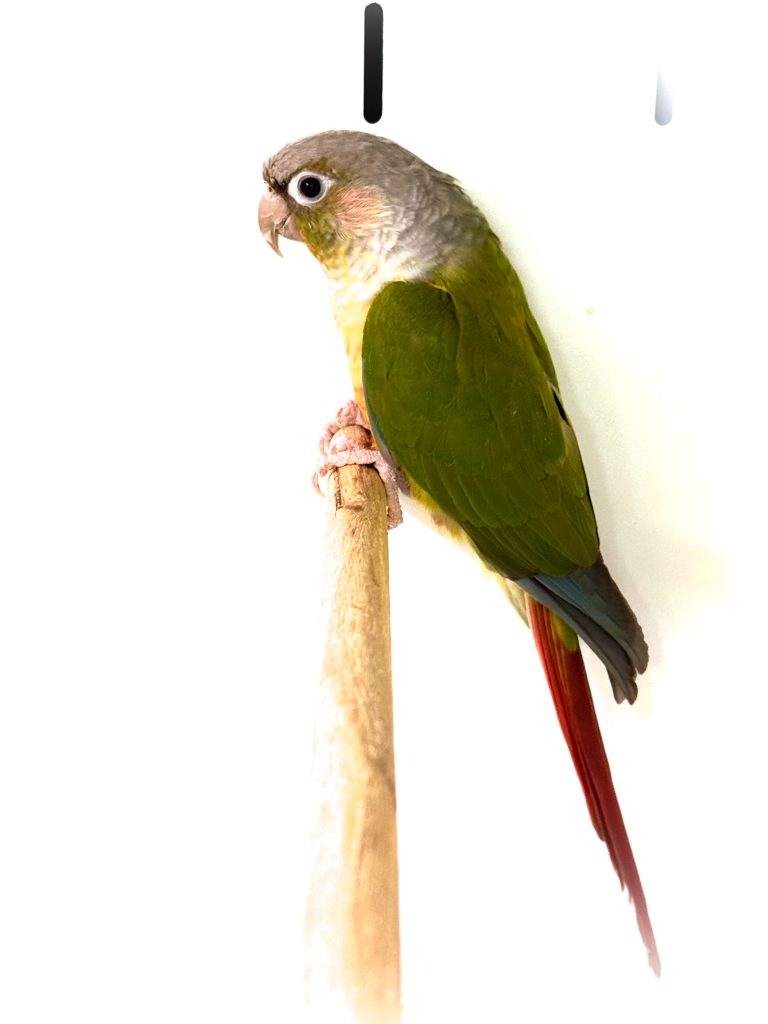 Yellow Sided Conure CB23