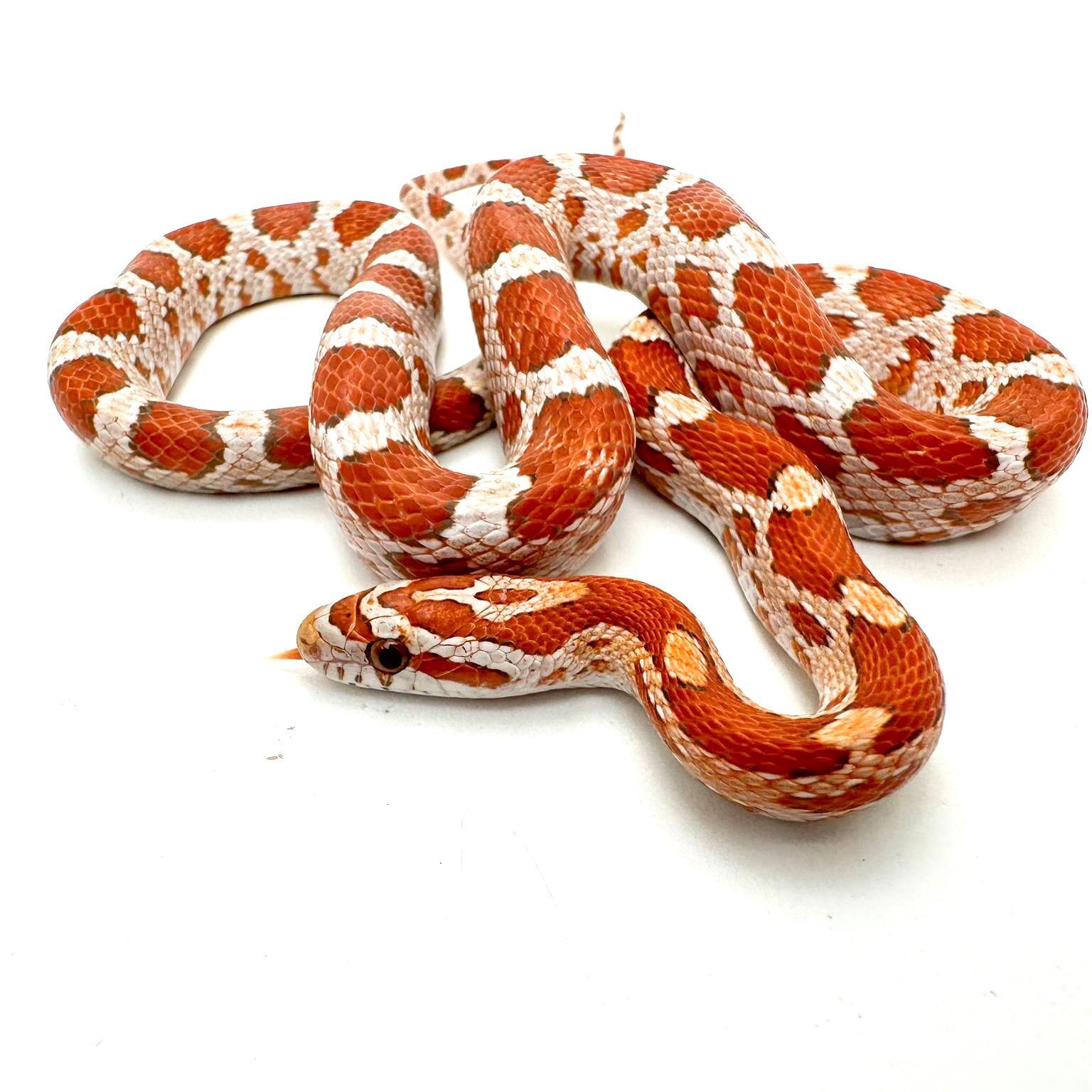 Male Hypo het Scaleless Corn Snake CB23