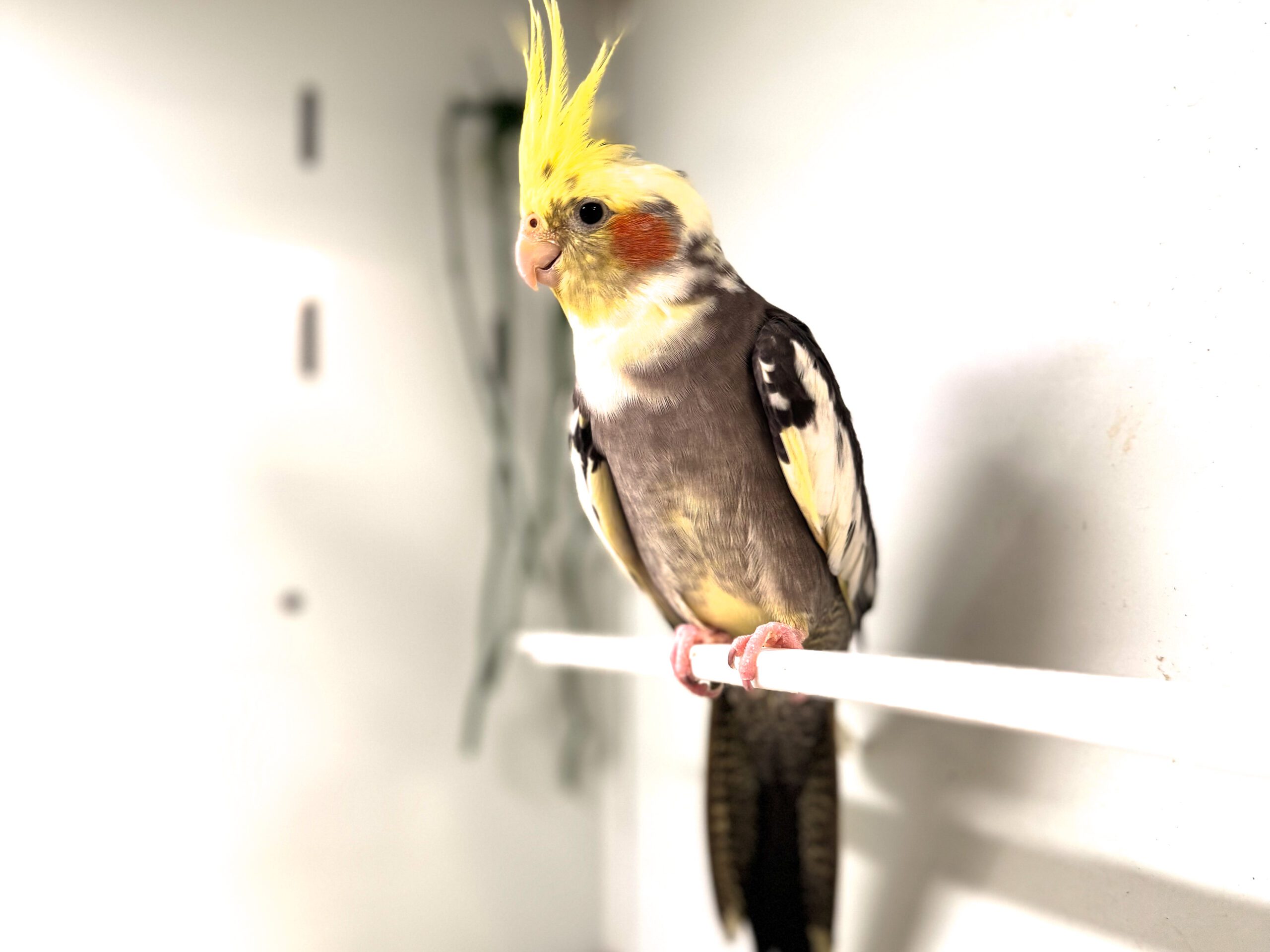 Cockatiel (Hand Reared) CB23