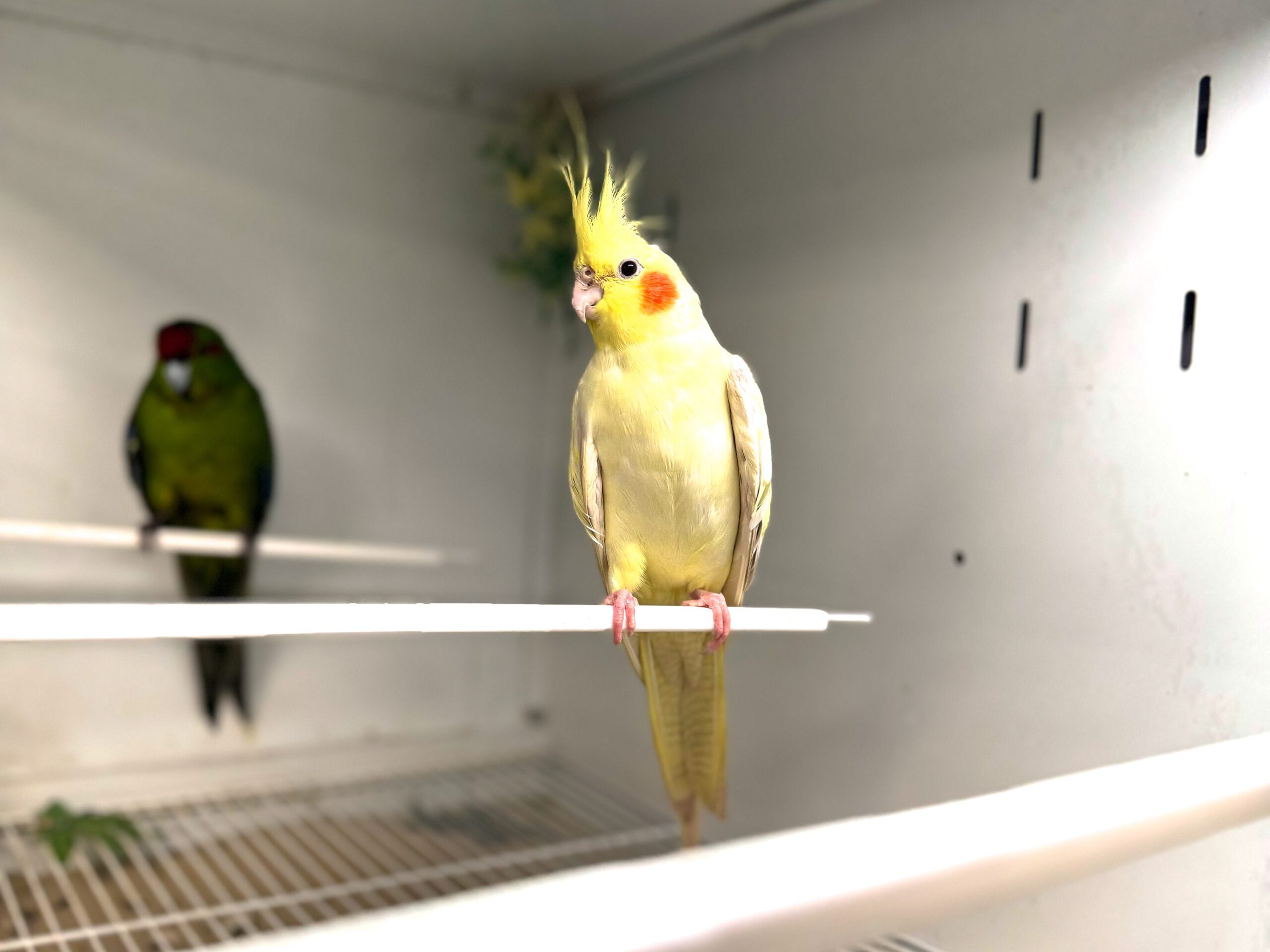 Cockatiel