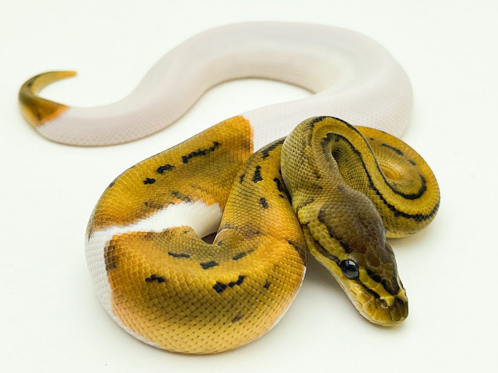 Male Lemonblast Pied Royal Python CB22