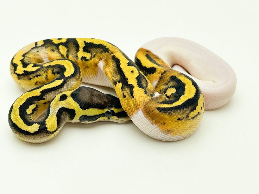Male Pastel Pied Royal Python CB22