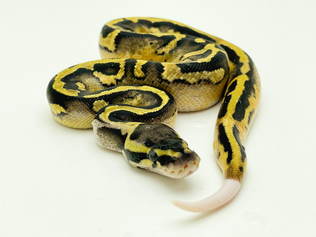 Male Pastel Pied Royal Python CB22
