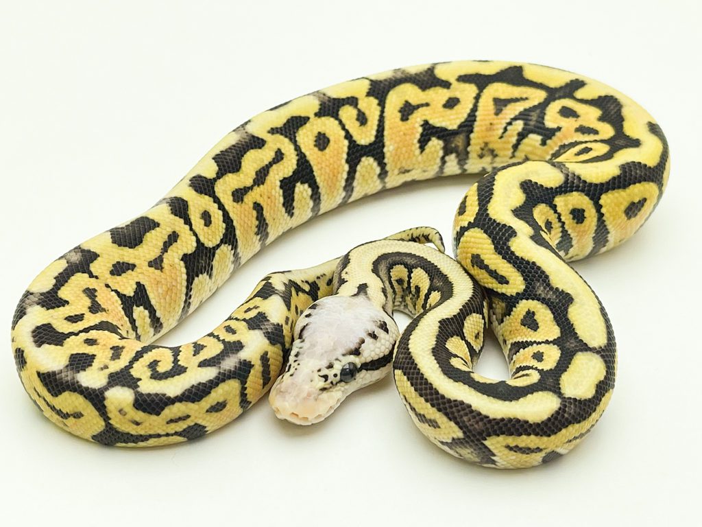 axanthic killer clown ball python