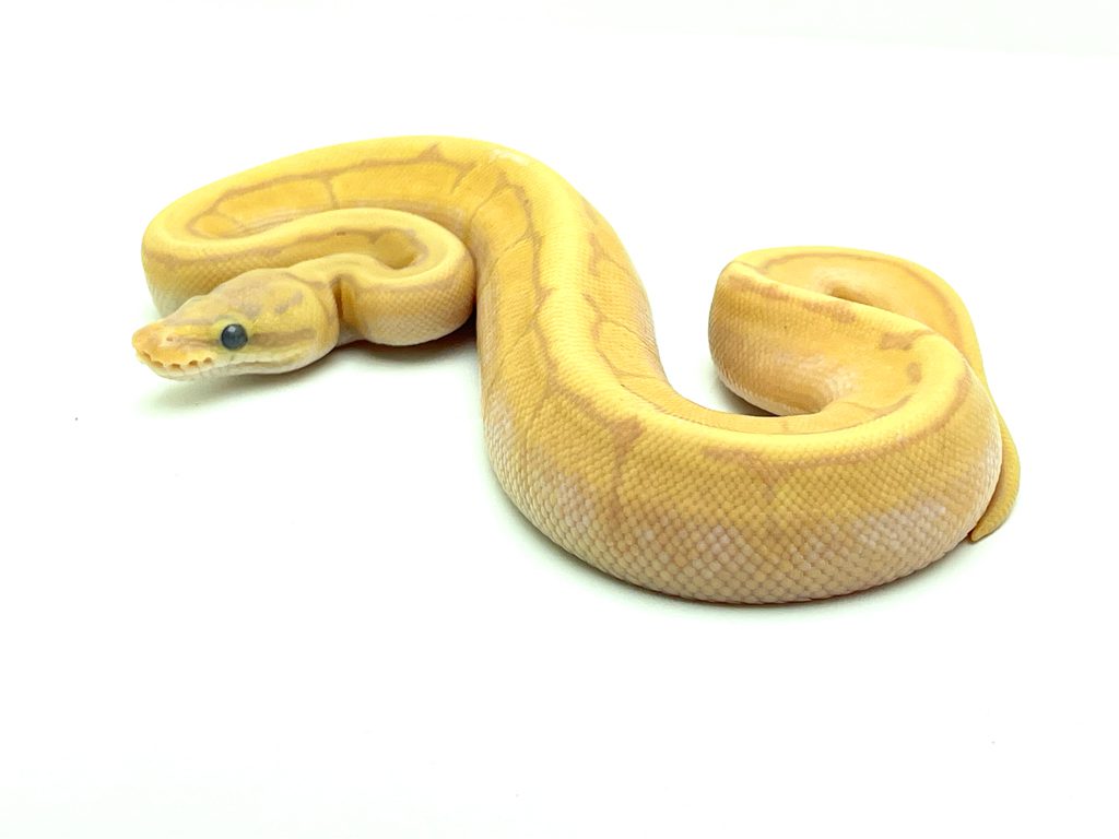Male Banana Enchi Pinstripe het Pied Royal Python CB23
