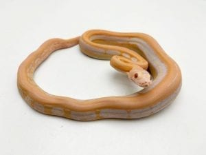 Reticulated Python Care Sheet