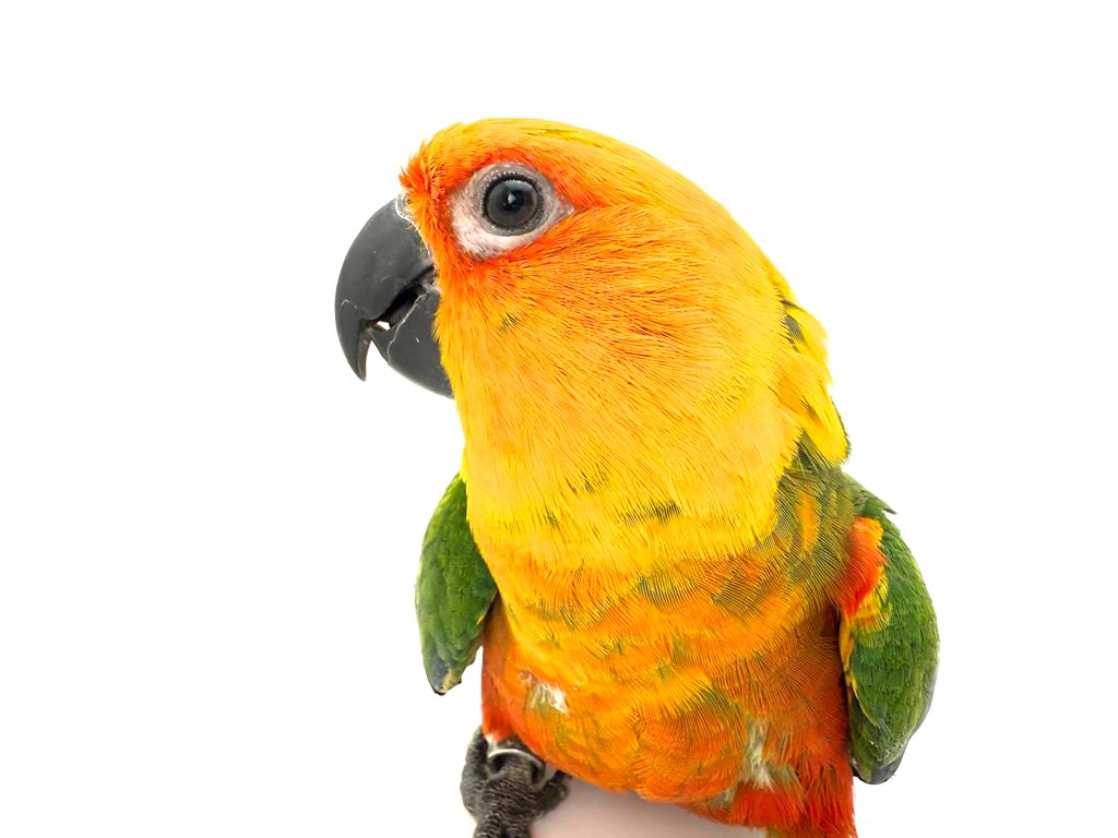 Jenday Conure CB24