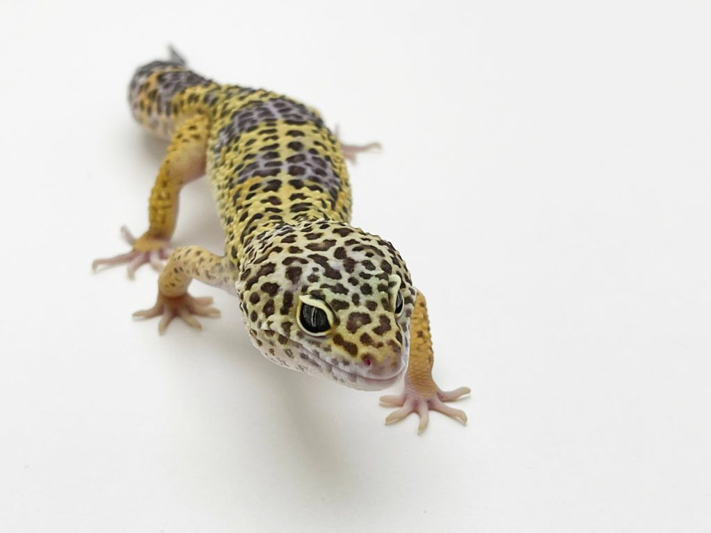 Male Classic Leopard Gecko CB20