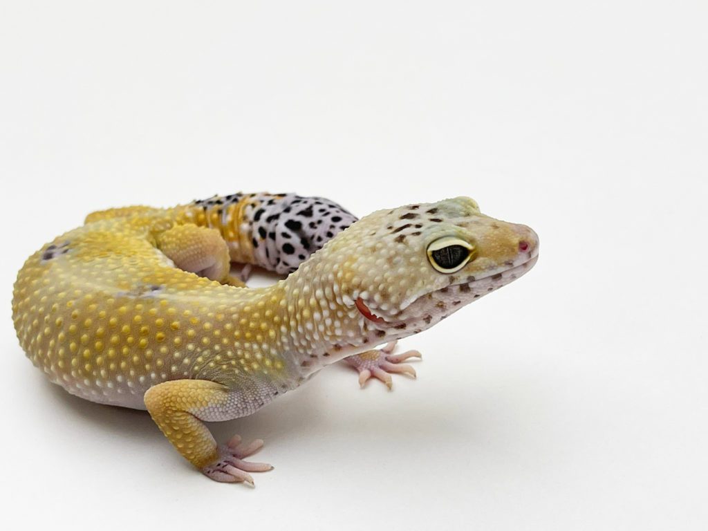 Female Super Hypo (regrown tail) Leopard Gecko CB20