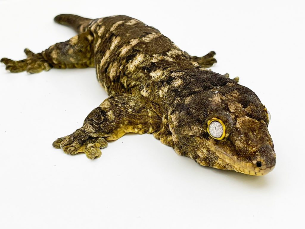Male Nuu Ana Leachianus Gecko CB17