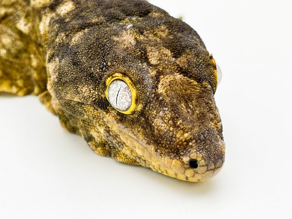 Male Nuu Ana Leachianus Gecko CB17
