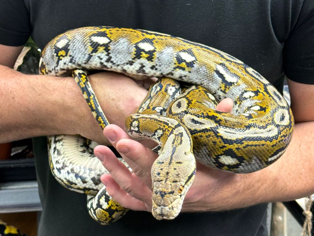 Male Azrec het White, het Genetic Stripe