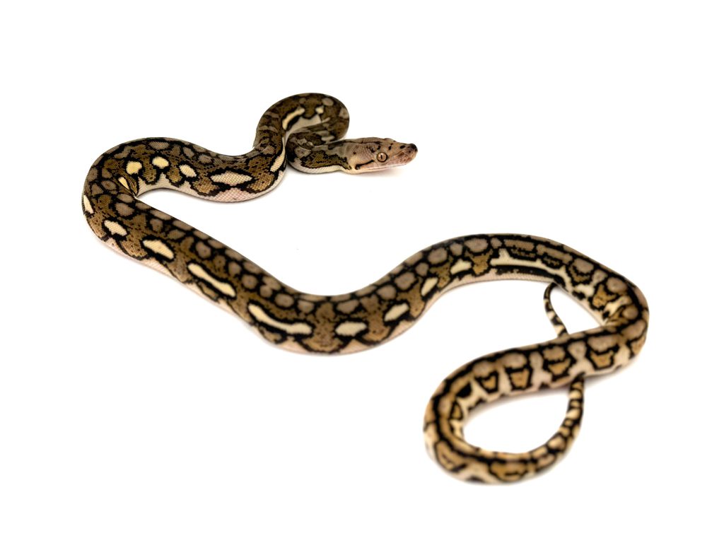 Male Aztec Tiger het White or Foulsham PH GS Reticulated Python CB24