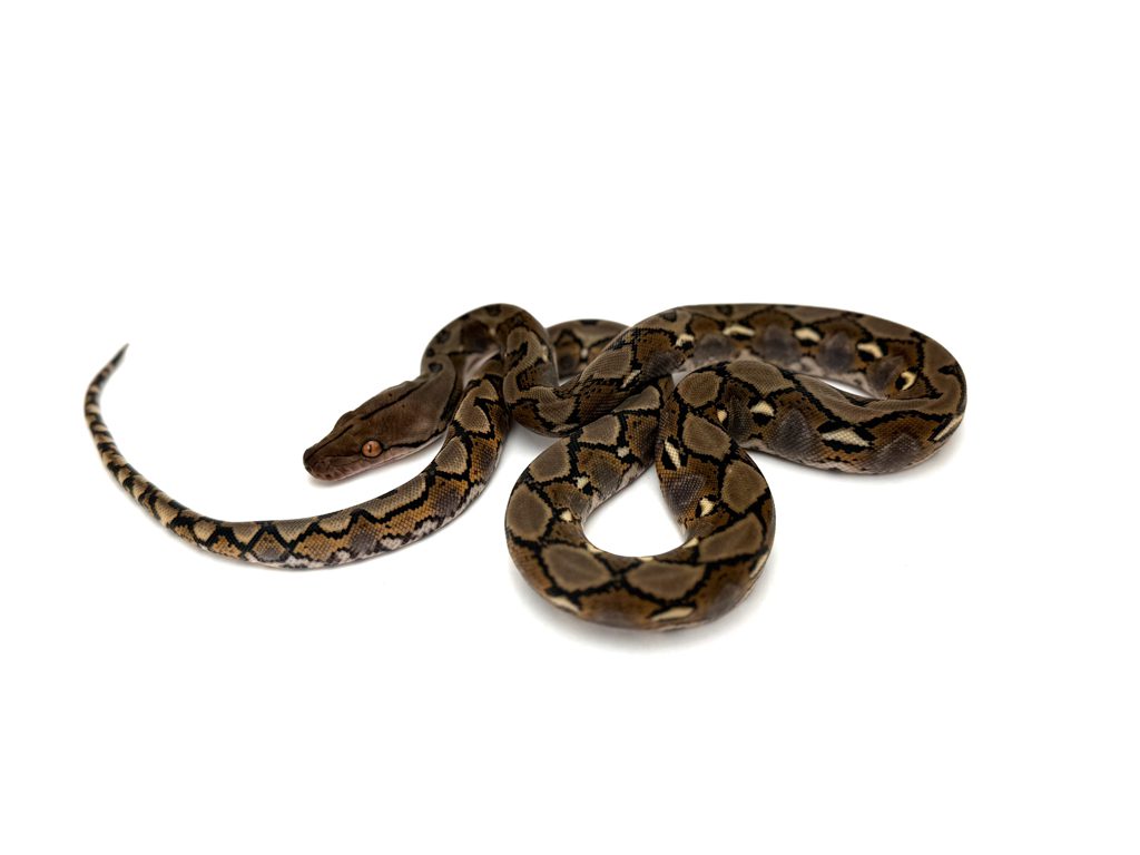 Male Classic het White or Foulsham PH GS Reticulated Python CB24
