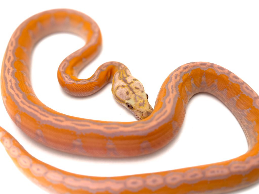 Female Aztec Coral Motley Suntiger PH GS Reticulated Python CB24