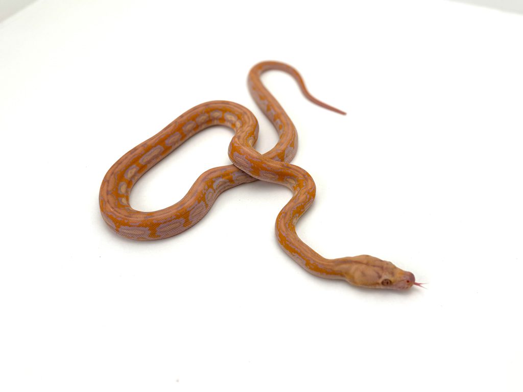 Breeding Projects Aztec Foulsham Caramel Reticulated Pythons
