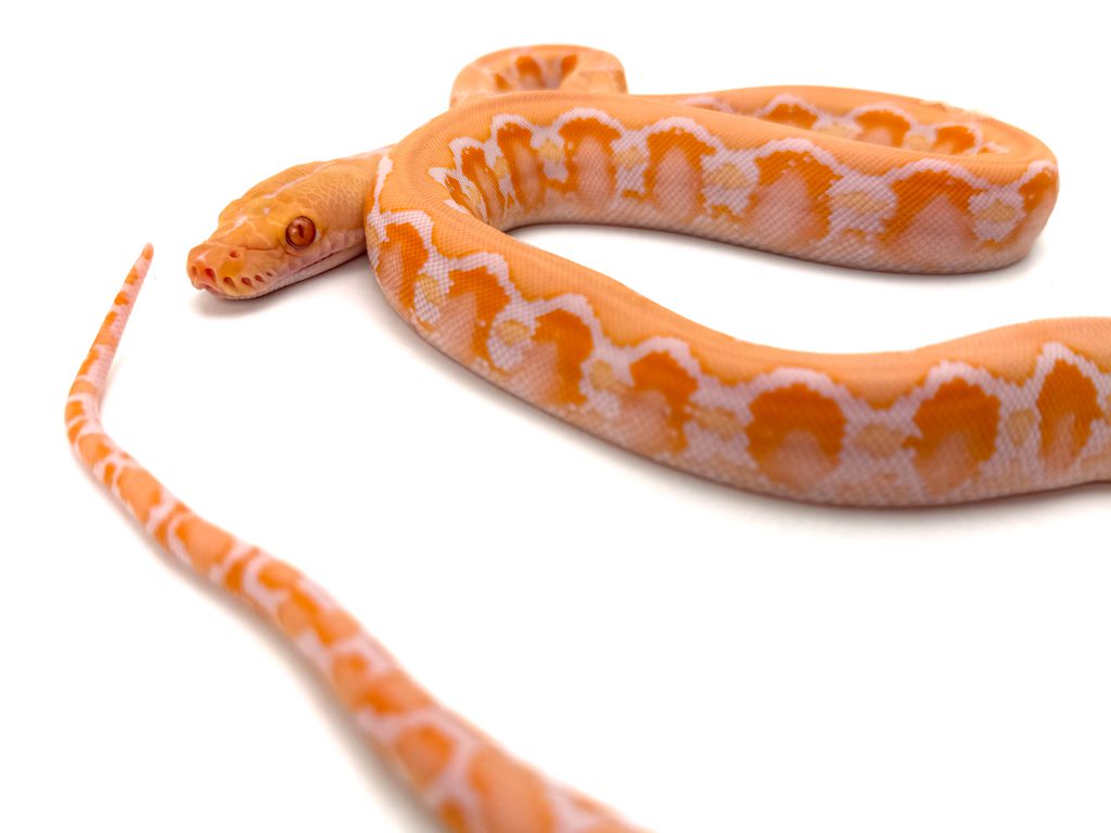 Male White Sunfire PH Genetic Stripe Reticulated Python CB24