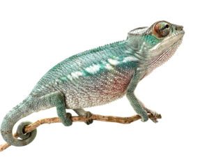 Male Sambava Panther Chameleon CB23