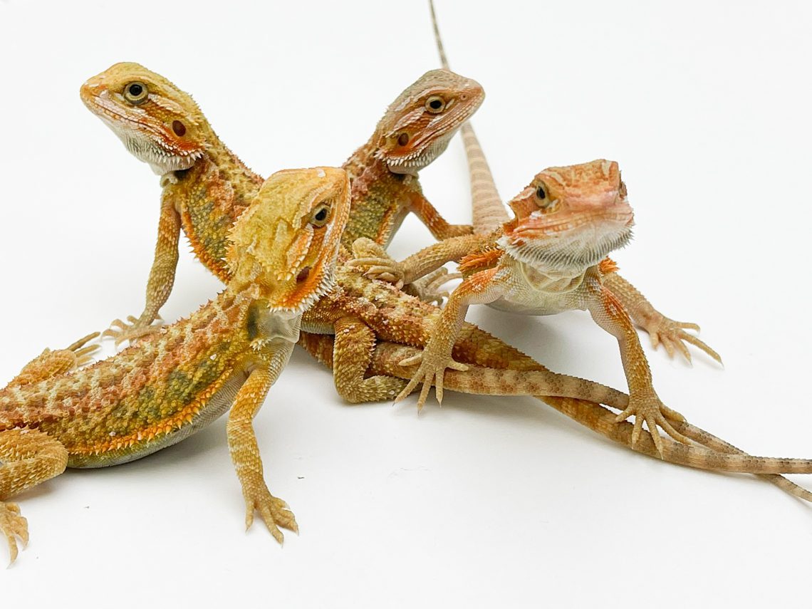 Baby Black and Red Translucent Bearded Dragons for sale