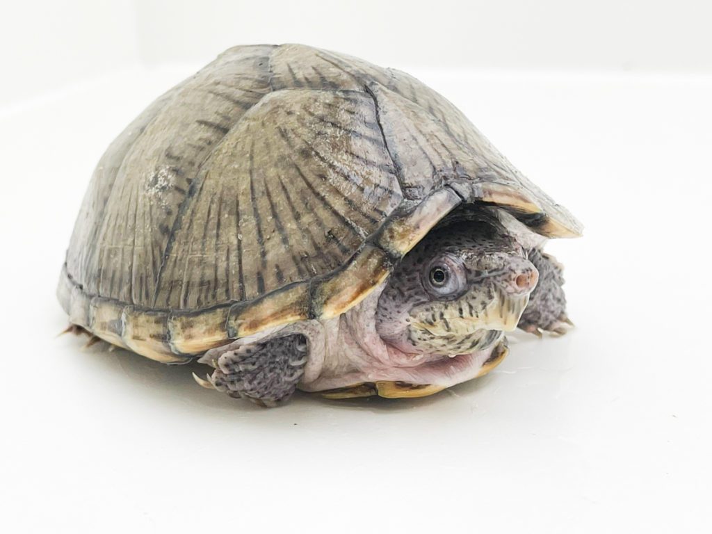Musk Turtle Sub Adult CF