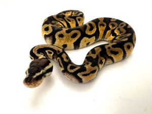 Male Pastel Royal Python CB23