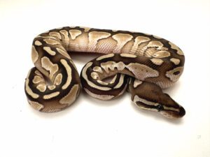Male Mojave Royal Python CB23