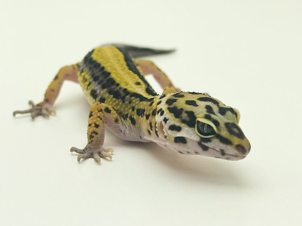 Male Bold Stripe Leopard Gecko CB22