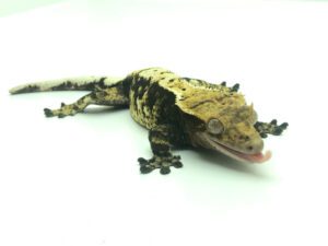 Female Tricolor Harlequin Crested Gecko CB20