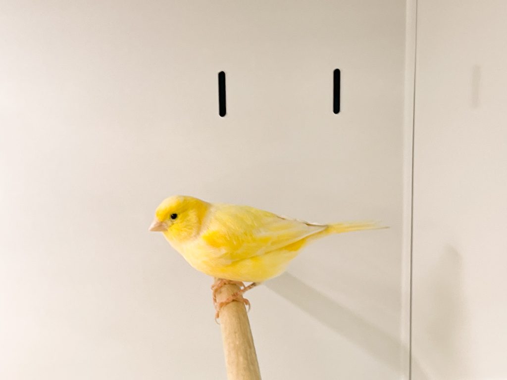 Single canary on perch