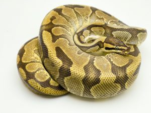 Female Enchi Royal Python 1500g CB