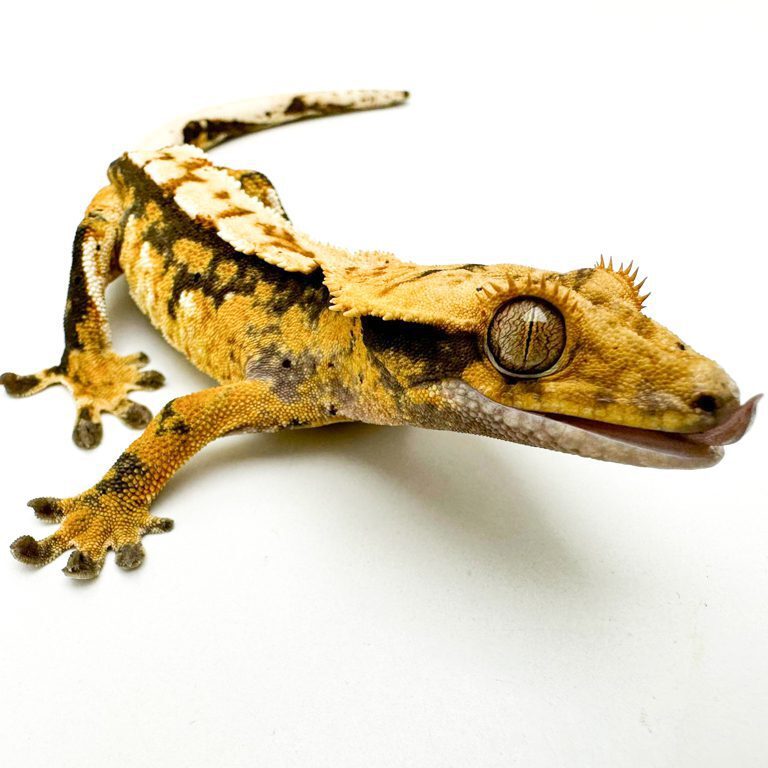 Tricolor Harlequin Crested Gecko CB22