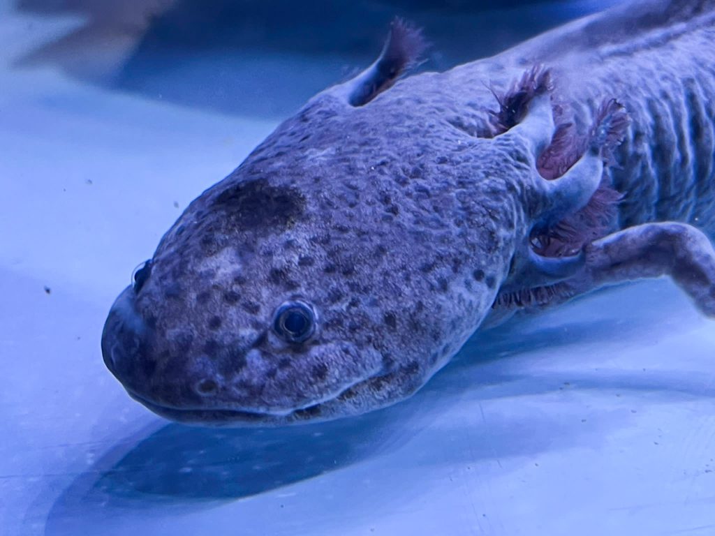 Male Wild Type Axolotl CB Sub-Adult