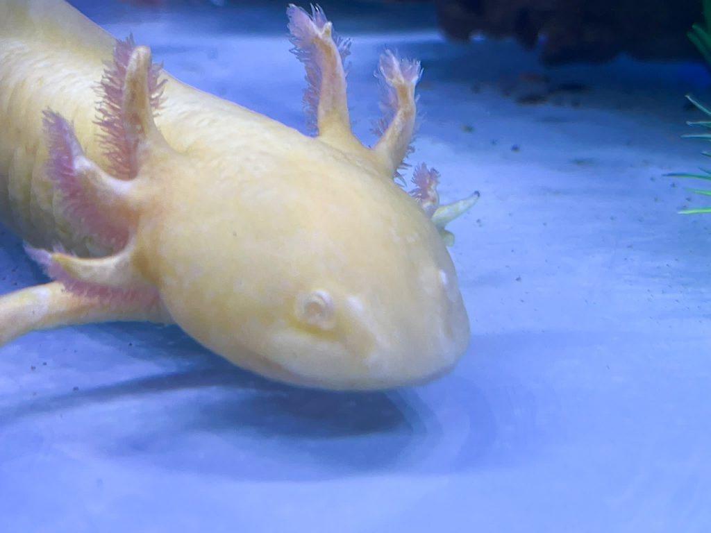 Gold Axolotl CB Juvenile