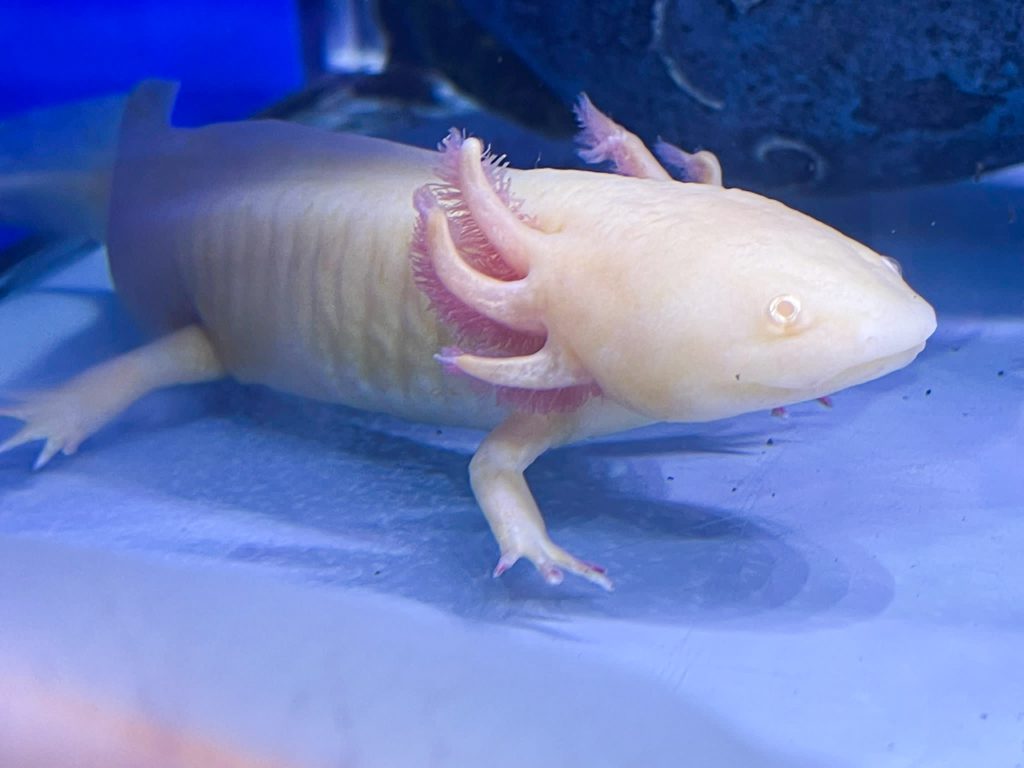 Male Gold Axolotl CB Sub-Adult