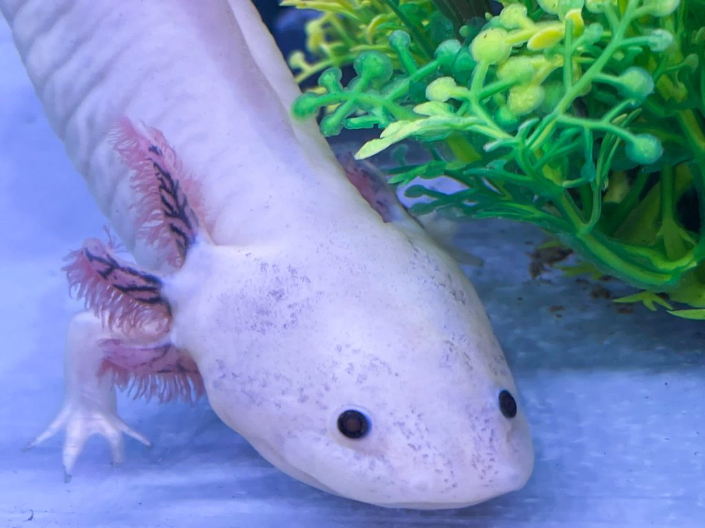 Leucistic Axolotl CB